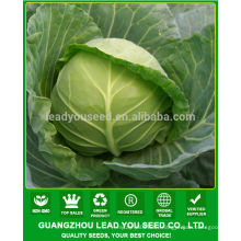 JC35 Yaxia Early type resistance to heat hybrid cabbage seeds f1